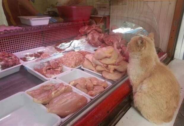 Кот в магазине выпрашивал мясо и куда-то уносил