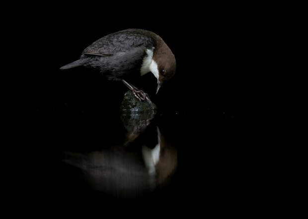 Победители фотоконкурса Bird Photographer of the Year 2020