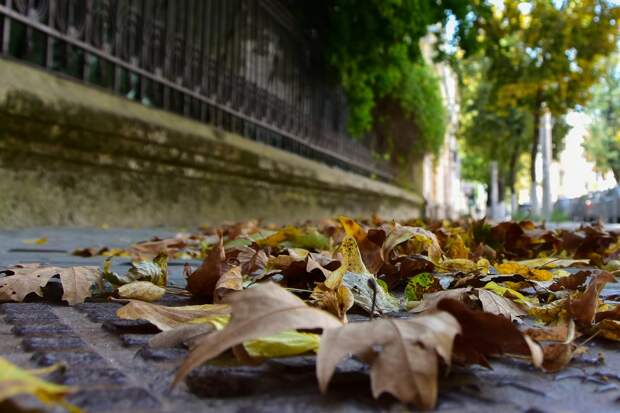 В симферопольских парках убрали более 75 кубометров опавшей листвы