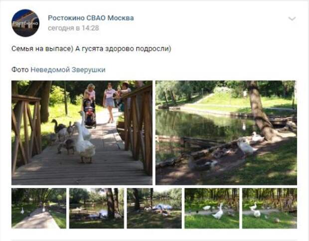 Фото дня: пернатые обитатели парка Ростокинкий акведук