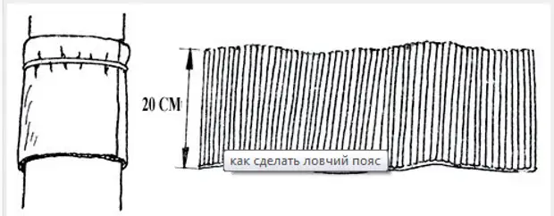 Ловчие пояса для садовых деревьев - Огород, сад, балкон ...