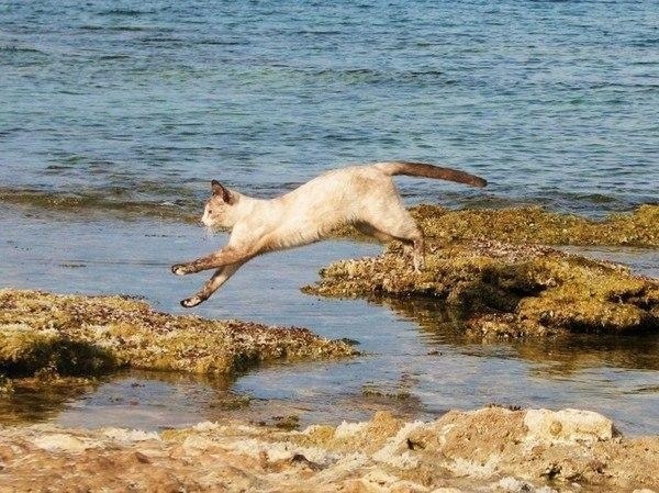 В ИТАЛИИ ЕСТЬ КОШАЧИЙ ПЛЯЖ, ПОКОРИВШИЙ ТЫСЯЧИ ТУРИСТОВ