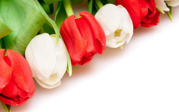 красые и белые цветы, тюльпаны