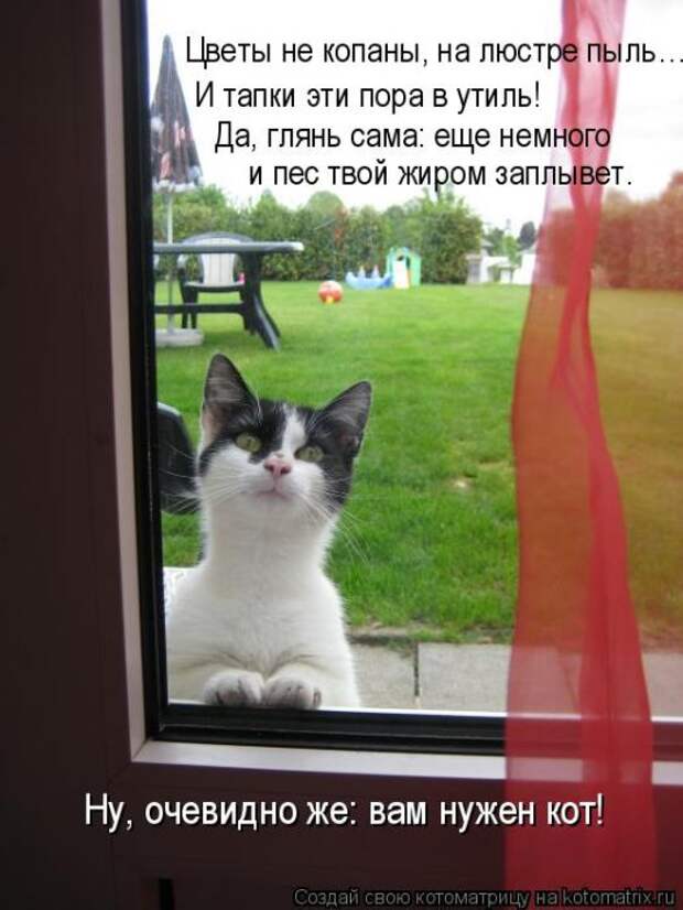 Лучшие котоматрицы недели (50 фото)