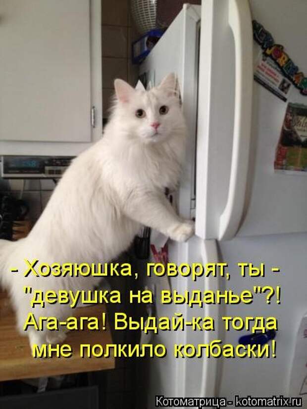Новая котоматрица для всех! (36 фото)