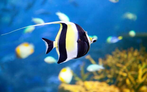 10 самых красивых рыб на планете
