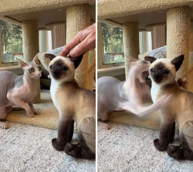 Фотография: 22 уморительных фото простых кошачьих будней №7 - BigPicture.ru