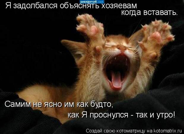 Котоматрица: Я задолбался объяснять хозяевам когда вставать. Самим не ясно им как будто, как Я проснулся - так и утро!