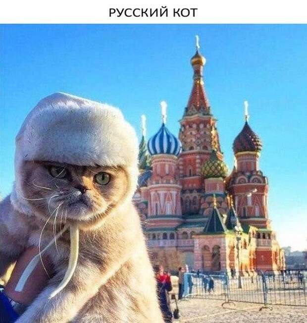 Смешные картинки с надписями прикол, юмор