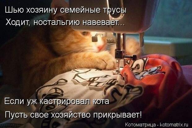 Просто котики коты, юмор