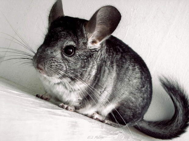 Chinchilla