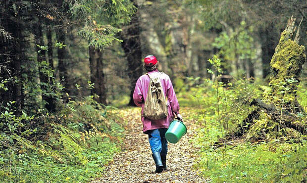 Жительница Самарской области обнаружила в лесу неизвестный гриб