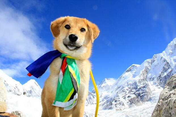 Пес Рупи - первая собака в мире, покорившая Эверест