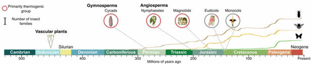 Рис. 9. Временная шкала эволюции основных групп растений и накопленного разнообразия семейств насекомых-опылителей в геологическом времени