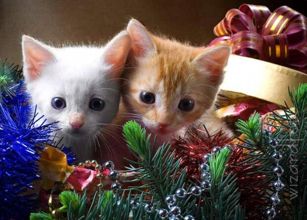 Позитив. Классные животные (89 фото)