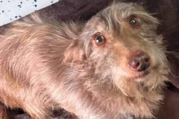 В США хозяева нашли за 3200 км от дома пропавшую 5 лет назад собаку