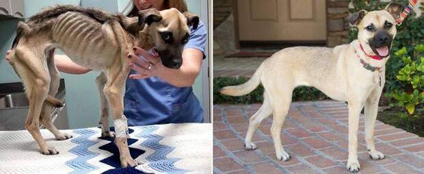 История спасения и невероятное преображение истощённой собаки (12 фото)