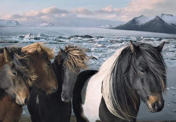 Tim Flaq Грация прекрасных лошадей в фотопроекте Equus