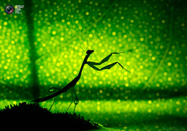 aimishboy 030 Удивительная макрофотография: неожиданно гламурные насекомые и многое другое