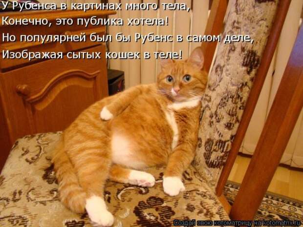 Лучшие котоматрицы недели (50 фото)