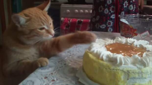 Картинки по запросу фото кота который любит торт