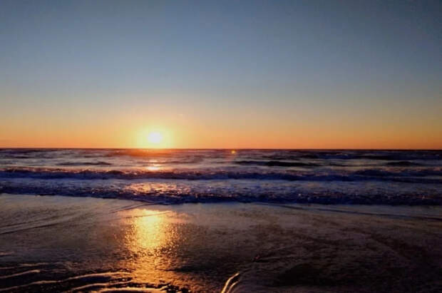 Учёные предупредили о нашествии голубых драконов в США