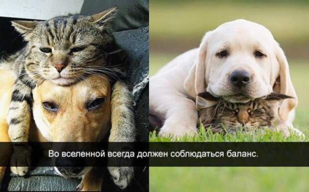 Житейская мудрость в прикольных картинках (23 фото)