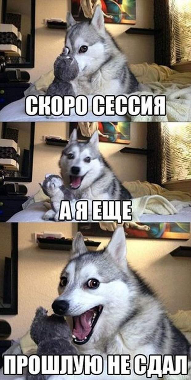 Смешные фотомемы (20 шт)