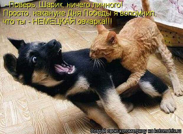 Котоматрица: - Поверь, Шарик, ничего личного! Просто, накануне Дня Победы я вспомнил, что ты - НЕМЕЦКАЯ овчарка!!!
