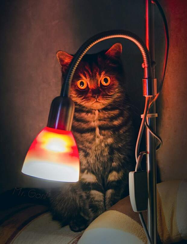 Приколы