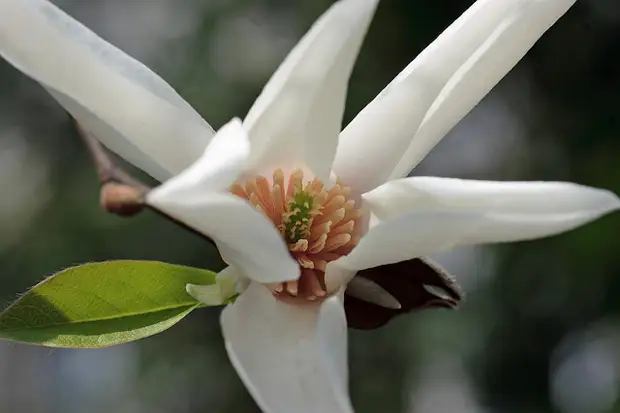 Магнолия: южная красавица в северном саду - Огород, сад, балкон ...