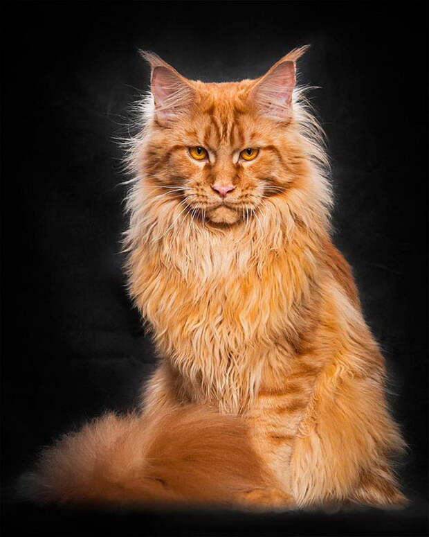 Красота мейн-кунов в фотографиях Robert Sijka