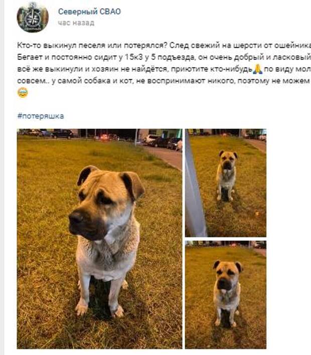 Потерявшийся пёс ждёт своего хозяина возле подъезда новостройки на Долгопрудной