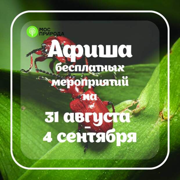 Афиша 31 августа.jpg Афиша 31 августа.jpg