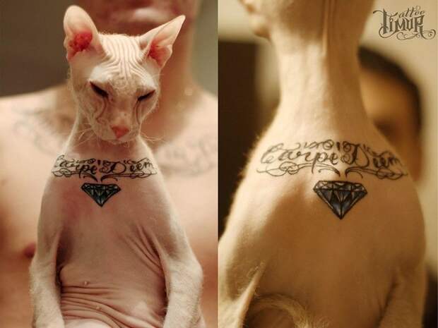 татуировка на груди у кошки/3085196_st_5026_6b (700x525, 60Kb)