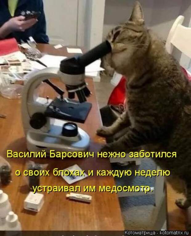 Свежая котоматрица на Бугаге (37 фото)