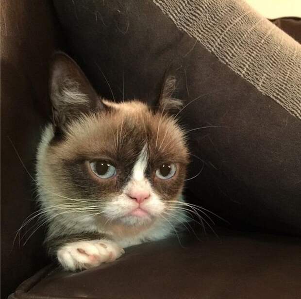 кошка