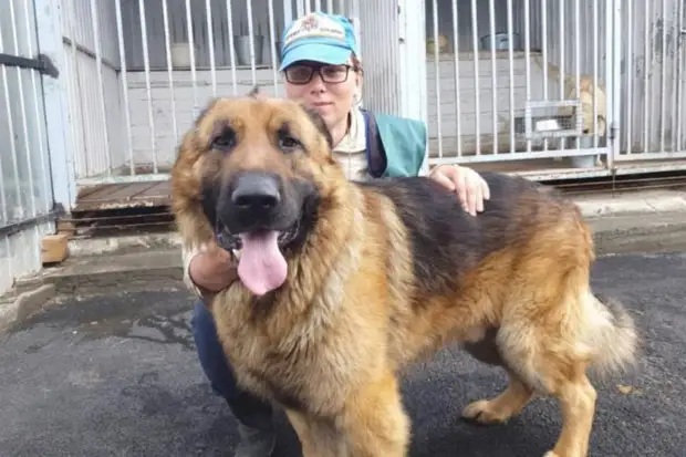 Огромный пес прибился к территории завода: он нуждался в любви
