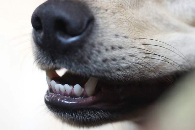 Собака. Фото: pixabay.com