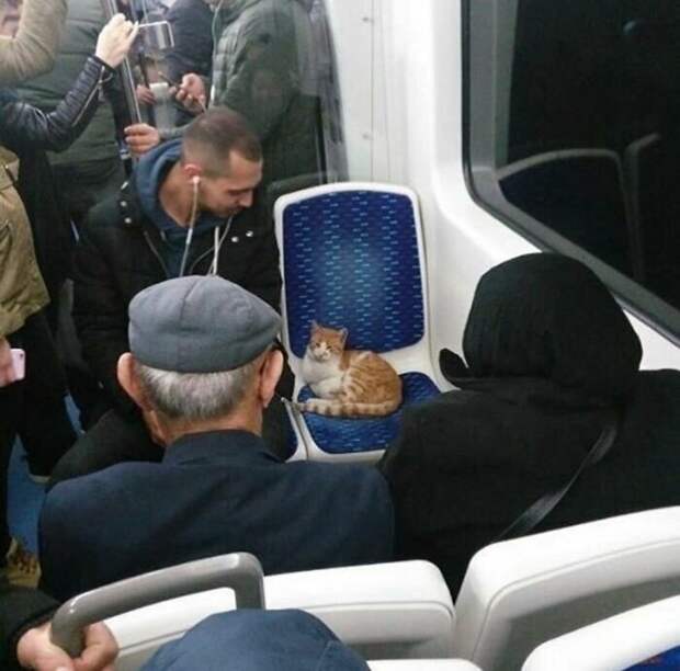 Котики, которые так и притягивают внимание к себе Котики, которые так и притягивают внимание к себе