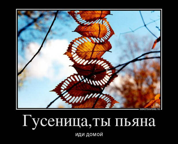 Демотиваторы и мотиваторы. Демотиваторы и веселые картинки_18-04-2013