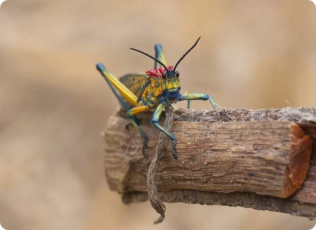 Радужная саранча (лат. Phymateus saxosus)