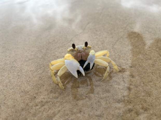 Crab gets stuck in woman's ear after snorkeling in Puerto Rico, viral TikTok video shows.