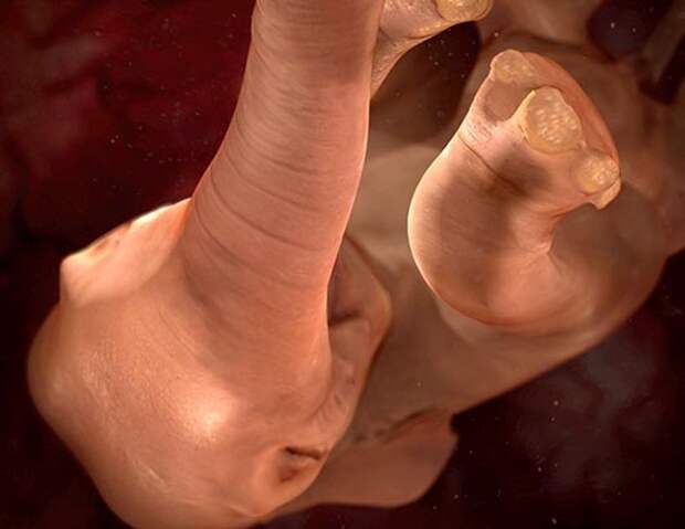 inutero03 Как выглядят животные в утробе матери