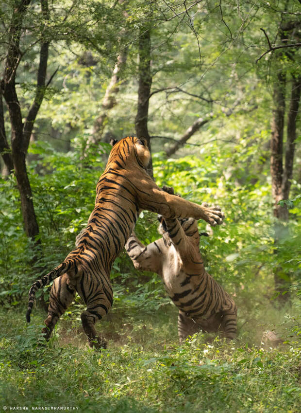 Схватка хищников в ​​национальном парке Рантхамбор