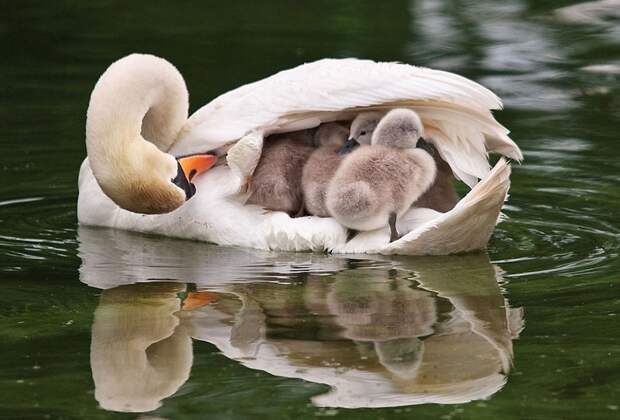 animalparents15 Эти животные научат быть хорошими родителями