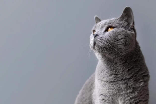 Ветеринар Шеляков рассказал, можно ли выгуливать домашнюю кошку