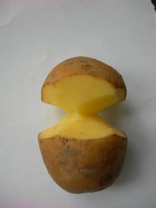 Клубень картофеля перед проращиванием