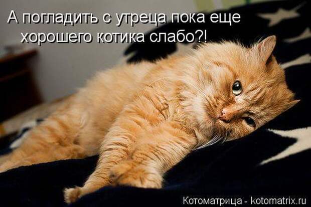 Лучшие котоматрицы недели (50 фото)