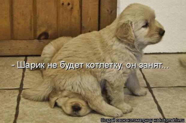 Лучшие котоматрицы недели (50 фото) Лучшие котоматрицы недели (50 фото)